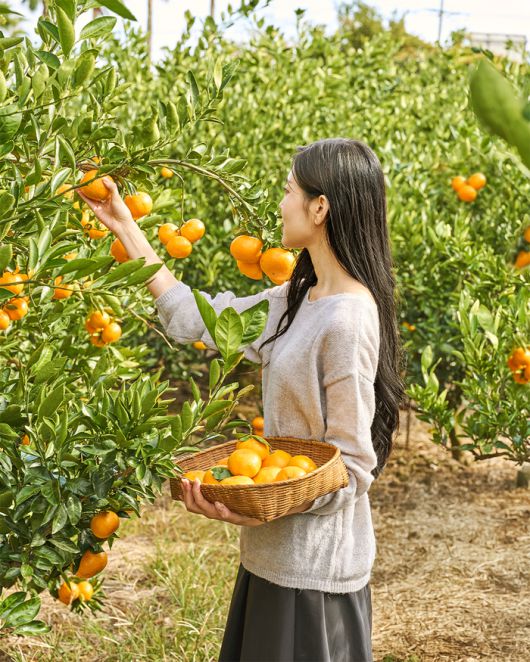 제주신라호텔 감귤 따기 프로그램. 사진 | 호텔신라
