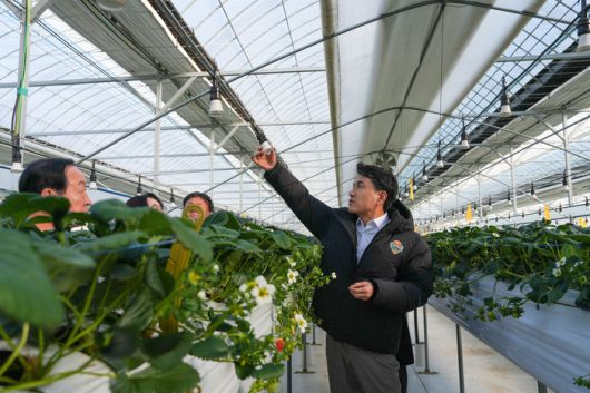 김진태 강원특별자치도지사가 7일  양구군 시설원예 농가를 방문해 한파와 폭설 대비 상황을 집중 점검하고 있다.  사진|강원특별자치도청