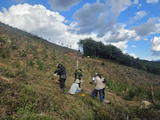 현장 중심 산림소득 수종 연구.  사진|강원특별자치도 산림과학연구원