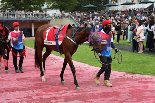 마이티네오. 사진 | 한국마사회