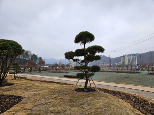 (사)한국전문임업인협회 평창군협의회 이용제 회장이 평창군에 기증한 조형소나무.  사진|평창군청