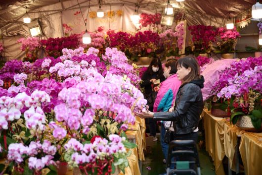 설 맞이 꽃 시장(Lunar New Year Fairs). 사진ㅣ홍콩관광청