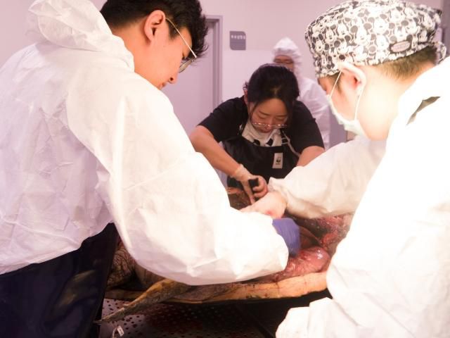 WWF, 국내 연구기관과 바다거북 보전 프로젝트 착수 : ZUM 허브 WWF, 국내 연구기관과 바다거북 보전 프로젝트 착수