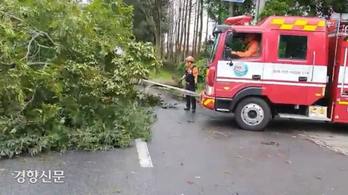 태 풍 ‘바비’가 몰고온 강풍으로 서귀포시 회수동 한 도로의 나무가 쓰러졌다. 제주소방안전본부 제공