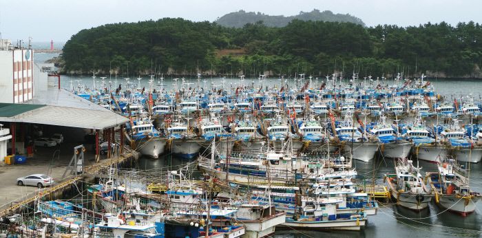 제주가 25일 밤부터 제8호 태풍 ‘바비’의 영향권에 접어들 것으로 예상되면서 이날 오후 서귀포항에 많은 어선들이 대피해 있다. 연합뉴스 제공