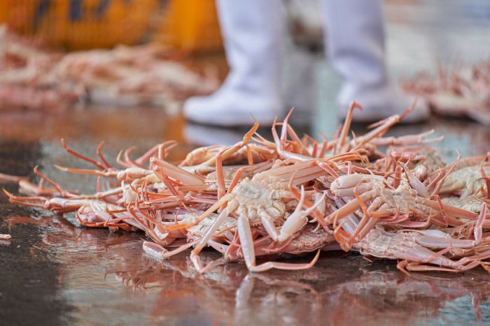 대게 가격이 부담스럽다면 다리 두어 개 떨어진 걸 고를 것. 맛까지 덜한 것은 아니다.