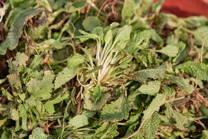 푸릇푸릇 ‘곰보배추’부터 원추리, 머위, 달래, 냉이, 쑥…보기만 해도 향긋