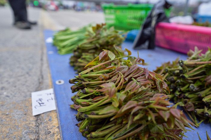 단맛과 쌉싸름함의 조화가 좋은 옻순은 필자가 꼽은 최고의 새순이다.