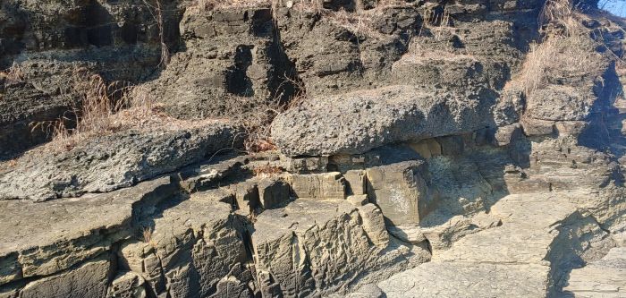 사천 선전리 백악기 나뭇가지 피복체 산지.  문화재청 제공