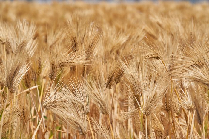 6월, 토종 ‘앉은뱅이밀’이 노랗게 여물고 있었다.