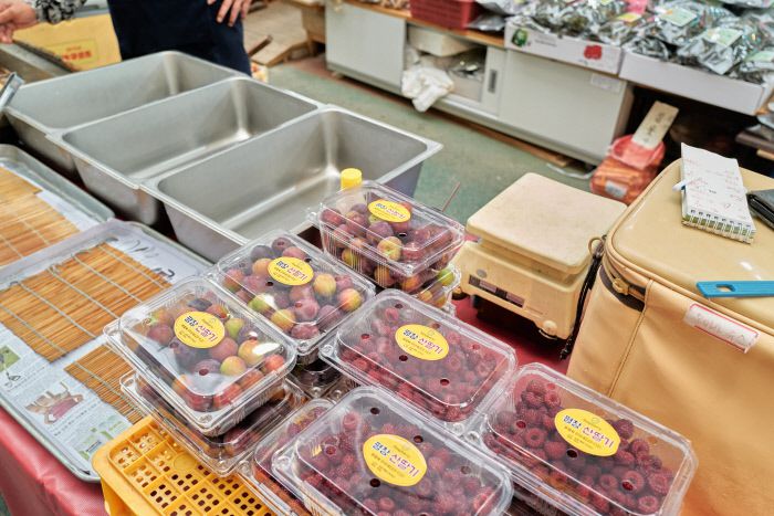 여름 강원도 장터에서 꼭 맛봐야 할 토종 자두 ‘고얏’.