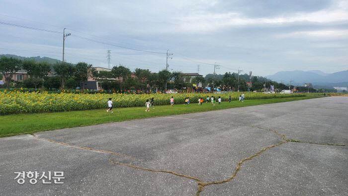 충북 제천시 모산동 제천비행장에서 지난달 31일 오전 아이들이 해바라기 꽃이 핀 활주로를 달리고 있다. |이삭 기자.