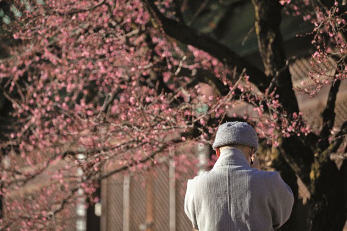 분홍 지장매가 환하게 핀 양산 통도사의 봄. 사진|백홍기 작가·마음의숲 제공