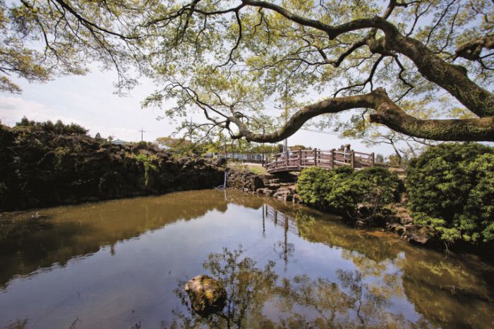 제주 돔배물에서 빌레못동굴 가는 길. 빌레못은 너른 바위가 있는 연못이라는 뜻이다. 사진|백홍기 작가·마음의숲 제공