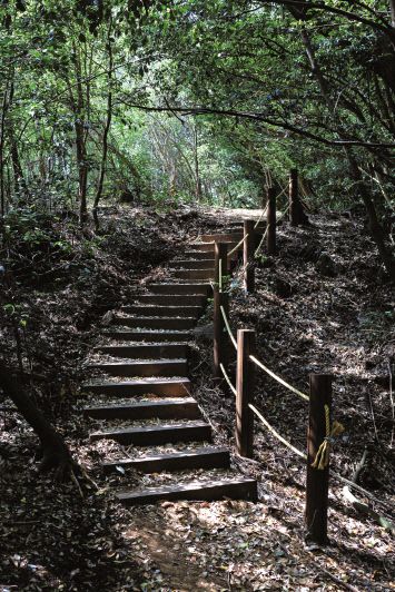 제주 머체왓숲길. 박여진 작가는 “비자림, 사려니숲, 곶자왈 등 제주의 숲을 사랑하는 사람이라면 머체왓숲도 사랑하게 될 것”이라고 했다. 사진|백홍기 작가·마음의숲 제공