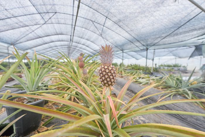 거제면의 파인애플 농장. 국내산 파인애플은 익혀서 따기 때문에 향이 좋다.