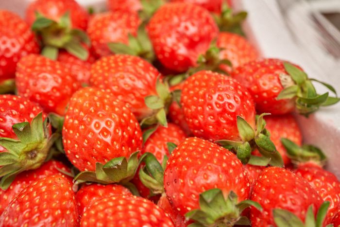 잘 익은 상태에서 수확한 ‘로컬’ 딸기