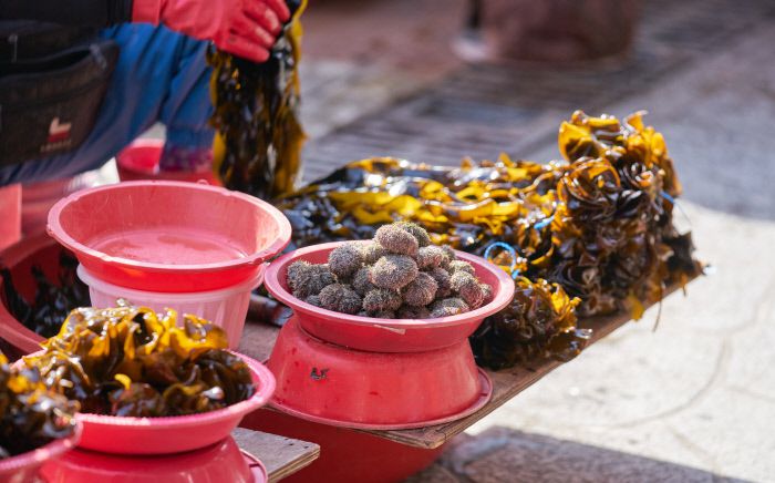 미역의 고장 기장에는 미역을 먹이로 삼는 성게도 많다.