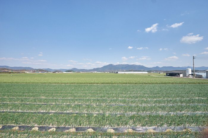 국내 최초로 양파가 재배된 창녕, 넓은 들판에 양파와 마늘이 자라고 있다.