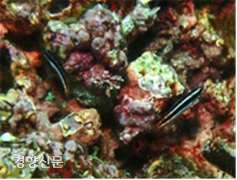 국립생물관이 지난해 4월부터 진행한 울릉도 해역 수중 조사에서 새로 발견된 종인 색동놀래기. 국립생물자원관