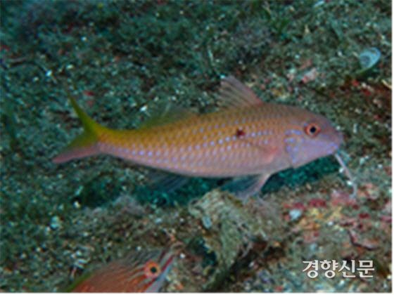 국립생물관이 지난해 4월부터 진행한 울릉도 해역 수중 조사에서 새로 발견된 종인 점촉수. 국립생물자원관 제공