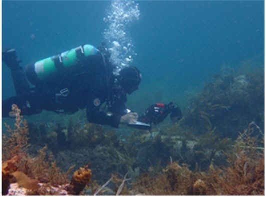 울릉도 바다에서 해역 수중 조사를 하고 있는 연구진의 모습. 국립생물자원관