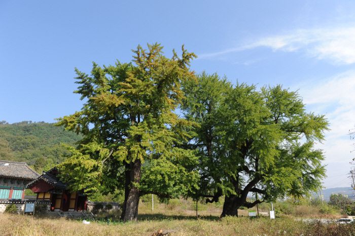 ‘세종 임난수 은행나무’ 문화재청 제공