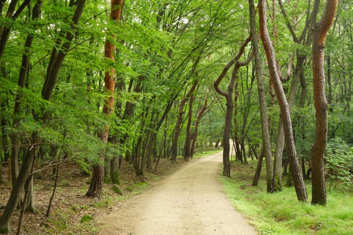 구리 동구릉 숲길. 문화재청 제공