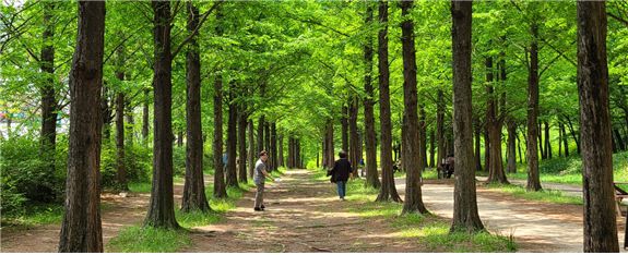 서울 월드텁공원 내 하늘공원에 조성된 1.2㎞ 메타세쿼이아 길. |서울시 제공
