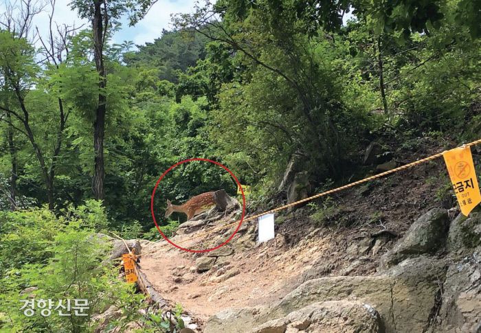 탐방로 주변 숲속에는 멧돼지와 노루, 사슴이 서식하고 있다. 조사단의 답사 도중 사슴 2마리가 탐방로를 가로지르는 모습이 포착됐다. 인공적으로 방사한 것으로 보인다.|국립강화문화재연구소 제공