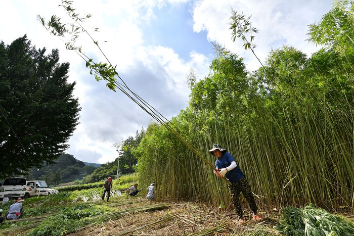 강원 정선지역에서 삼베기 작업이 진행되고 있다. 정선군 제공