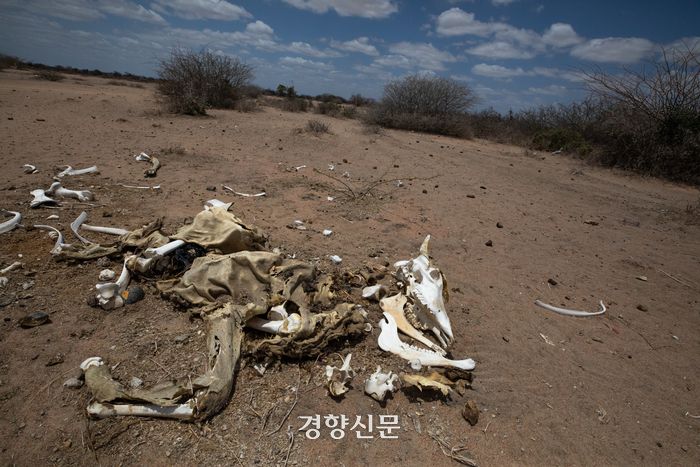 11일(현지시간) 케냐 가리사현 다답 난민단지 인근 도로에 가뭄으로 죽은 소의 사체가 널브러져 있다. 케냐|성동훈 기자