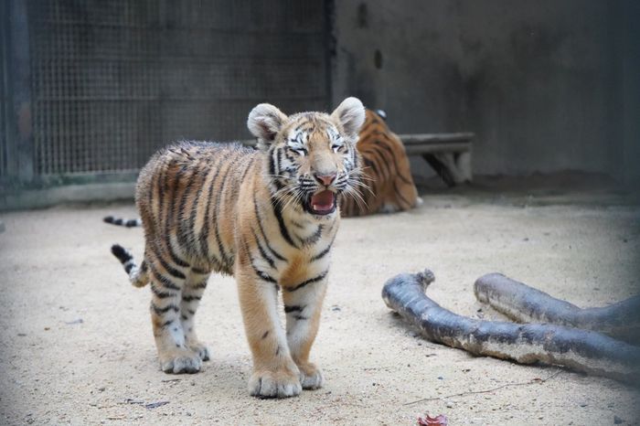 지난 4월 태어난 아기 시베리아 호랑이 해랑·파랑·사랑이가 11일부터 야외 방사장으로 나와 일반 관람객들을 만난다. 서울대공원 제공