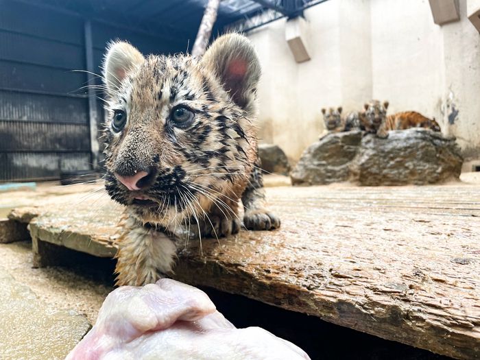 지난 4월 태어난 아기 시베리아 호랑이 해랑·파랑·사랑이가 11일부터 야외 방사장으로 나와 일반 관람객들을 만난다. 서울대공원 제공