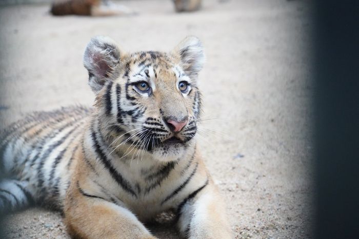 지난 4월 태어난 아기 시베리아 호랑이 해랑·파랑·사랑이가 11일부터 야외 방사장으로 나와 일반 관람객들을 만난다. 서울대공원 제공