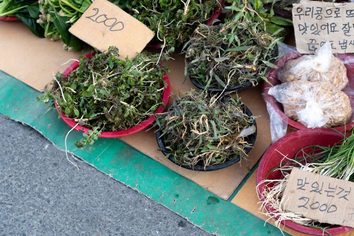 집 나간 입맛을 되찾는 데 특효인 쌉싸름한 맛의 씀바귀나물. .