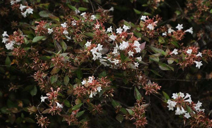 미세먼지 저감 능력이 우수한 것으로 분석된 꽃댕강나무. 국립산림과학원 제공