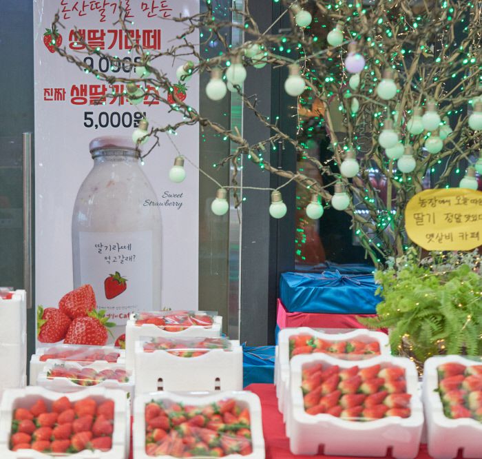 논산의 겨울은 딸기향으로 달콤하다. 봄부터 여름까지 먹는 딸기라테의 원재료 역시 논산 것이 많다.