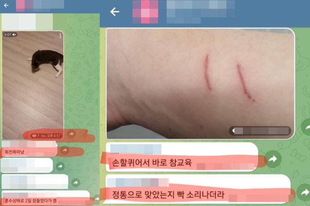 ‘고양이 n번방’이라고 불린 익명 채팅방. 이씨는 이곳에서 고양이를 학대한 영상과 사진을 자랑삼아 올렸다. 김미나씨 제공