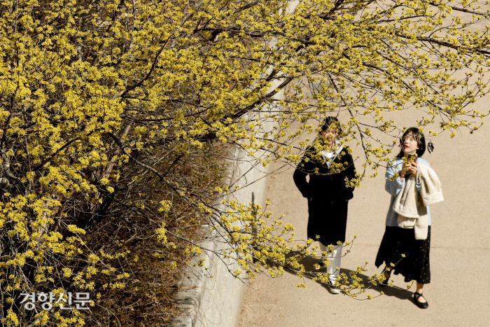 서울의 낮 최고기온이 15도로 완연한 봄날씨가 이어지고 있는 14일 서울 청계천 산수유나무 아래로 시민들이 산책을 즐기고 있다. 문재원 기자