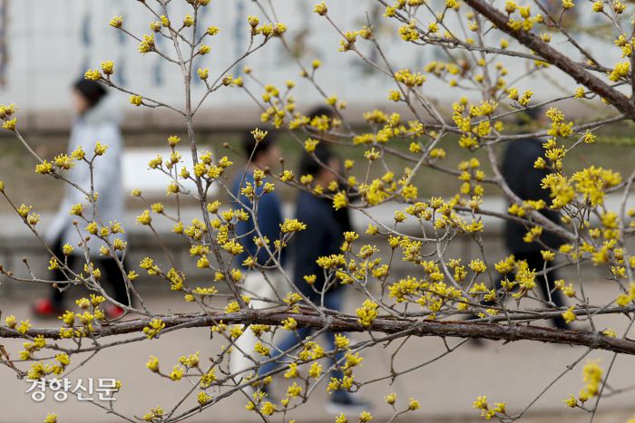14일 서울 청계천 산수유 나무 아래로 시민들이 산책을 즐기고 있다. 문재원 기자