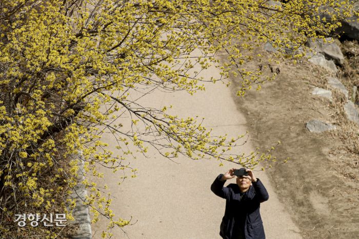 14일 서울 청계천 산수유 나무 아래에서 한 시민이 사진을 찍고 있다. 문재원 기자