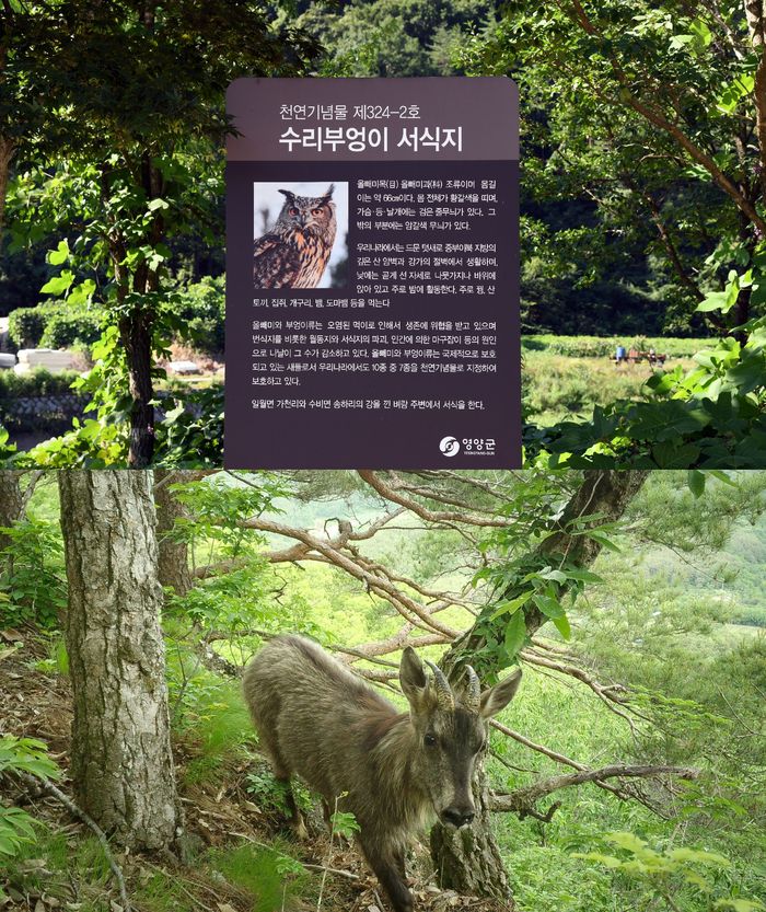 AWP풍력 예정지인 영양군 영양읍 무창리 인근 마을 입구에 세워진 수리부엉이 입간판(위)과 지역 주민들이 무인카메라로 찍은 산양의 모습. 주민 박용훈씨 제공