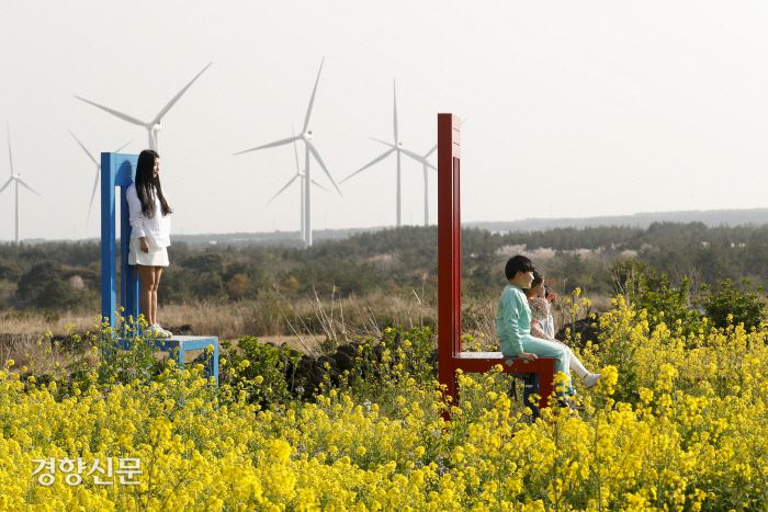 1일 제주도 서귀포시 유채꽃프라자에서 상춘객들이 봄을 만끽하고 있다. 문재원 기자
