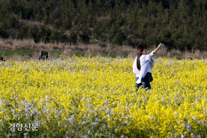 1일 제주도 서귀포시 유채꽃프라자에서 상춘객들이 봄을 만끽하고 있다. 문재원 기자