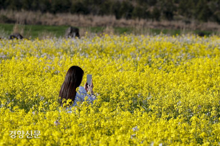 1일 제주도 서귀포시 유채꽃프라자에서 상춘객들이 봄을 만끽하고 있다. 문재원 기자