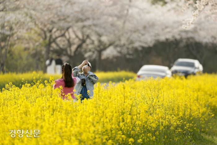 1일 제주도 서귀포시 녹산로에서 상춘객들이 봄을 만끽하고 있다. 문재원 기자
