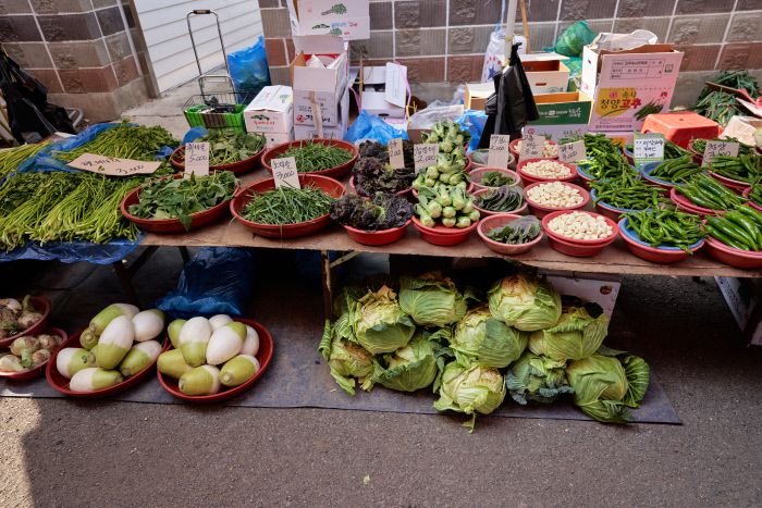 양배추가 연중 제일 맛있는 시기다. 여름 양배추와 비교하면 몇 배나 달다.