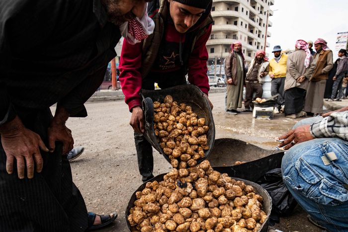 시리아 반군이 장악한 북부 도시 라카의 한 시장에서 지난달 14일(현지시간) 한 상인이 트러플(송로버섯)을 옮겨 담고 있다. AFP연합뉴스