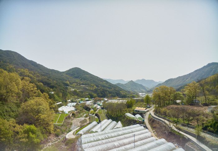 청도 화악산 물길 따라 펼쳐진 미나리꽝에서 생산하는 한재 미나리는 전국에 널리 알려진 브랜드다.